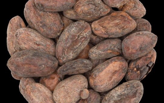 Nasiona kakaowca - encyklopedia wiedzy